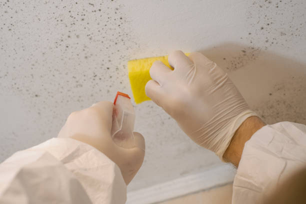 Best Residential Mold Inspection & Testing  in Vashon, WA