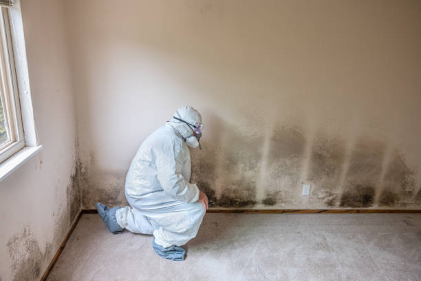 Best Real Estate Mold Inspection  in Vashon, WA